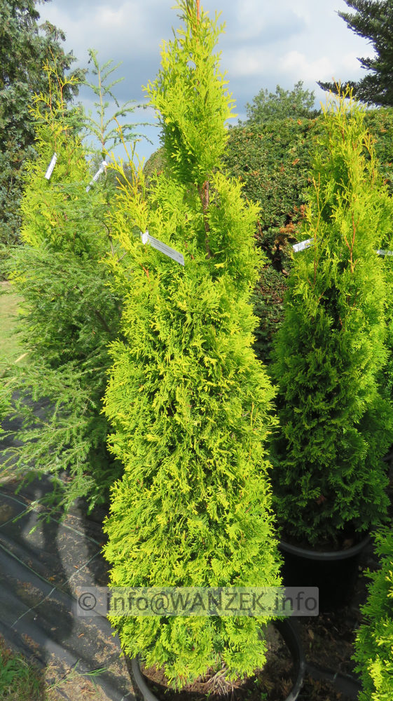 Thuja occidentalis Jantar 1,5m.JPG